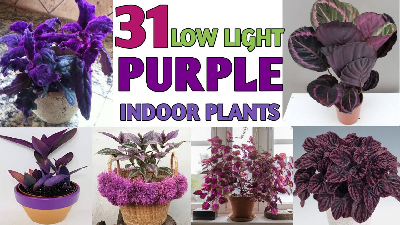 31 Low Light Purple Houseplants  | Indoor Purple Color Plants | Plant and Planting