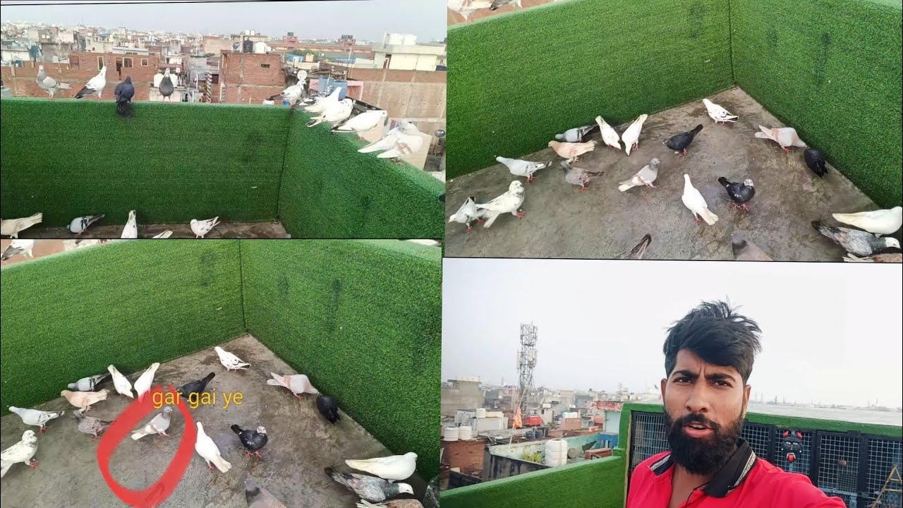150 के साज में शादी से लड़ा कबूतर एक कबूतर गिर गई#pigeon #new #video 