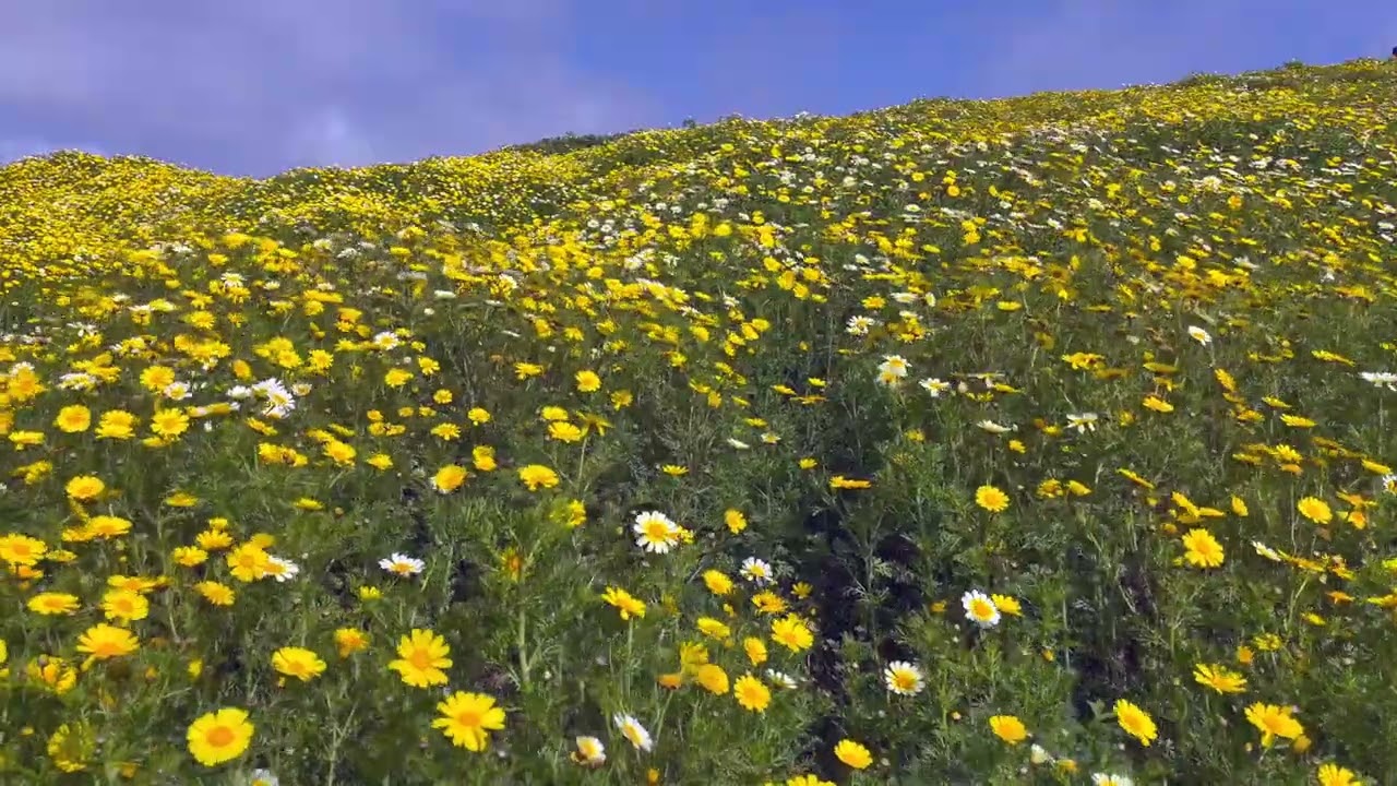 California Super Bloom Flower Field Ambiance 🌼 Peaceful Relaxing Wind Blowing 🌼 Nature Sounds
