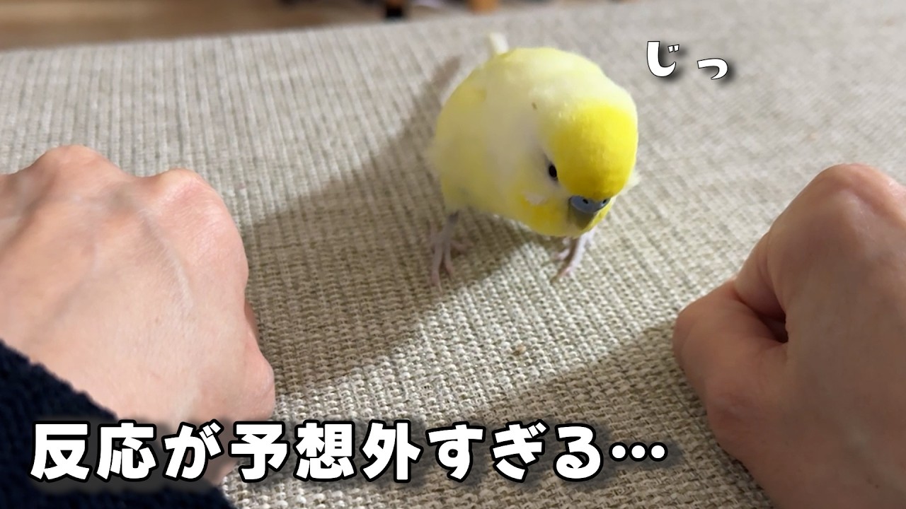 【お喋りインコ】ひなちゃんとの遊びが面白すぎるw