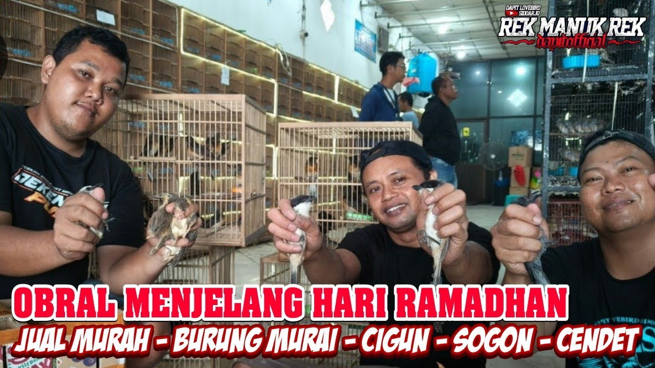 OBRAL MENJELANG HARI RAMADHAN JUAL MURAH - BURUNG MURAI - CIGUN - SOGON - CENDET DLL