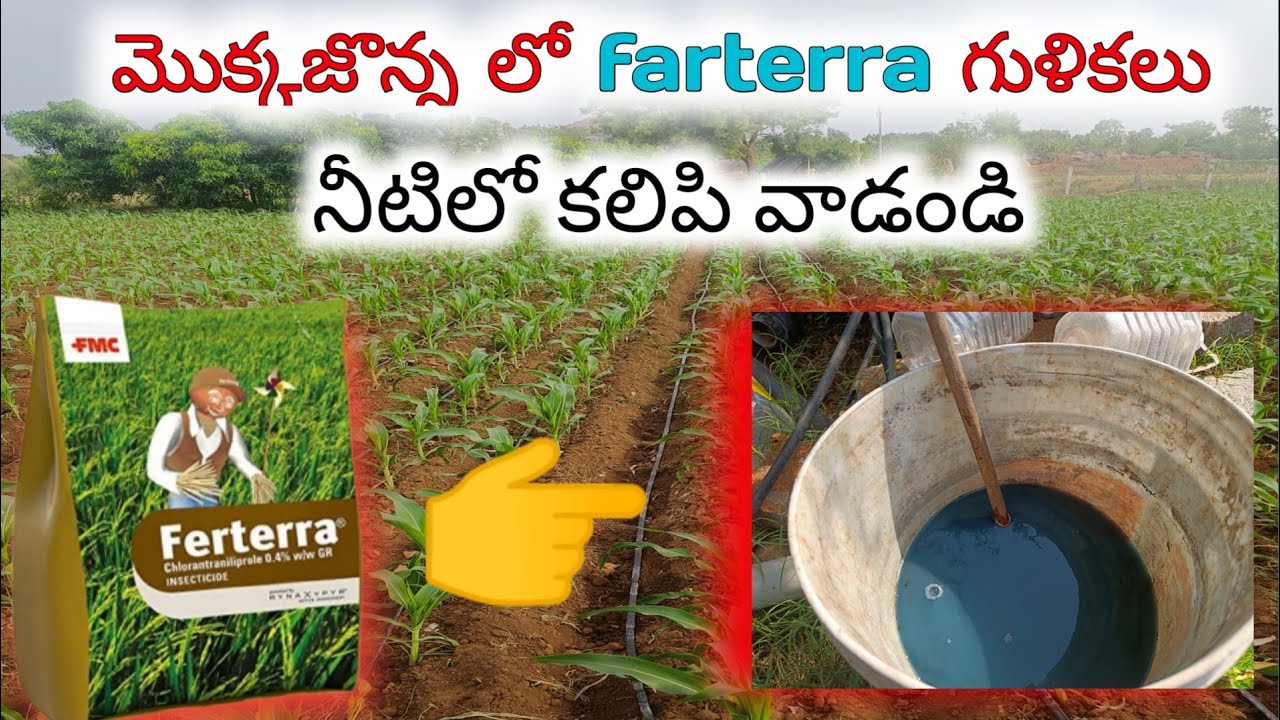#మొక్కజాన్న లో కత్తెర పురుగు నివారణ! తక్కువ ధరలో మంచి మందు!! #FMCferterra