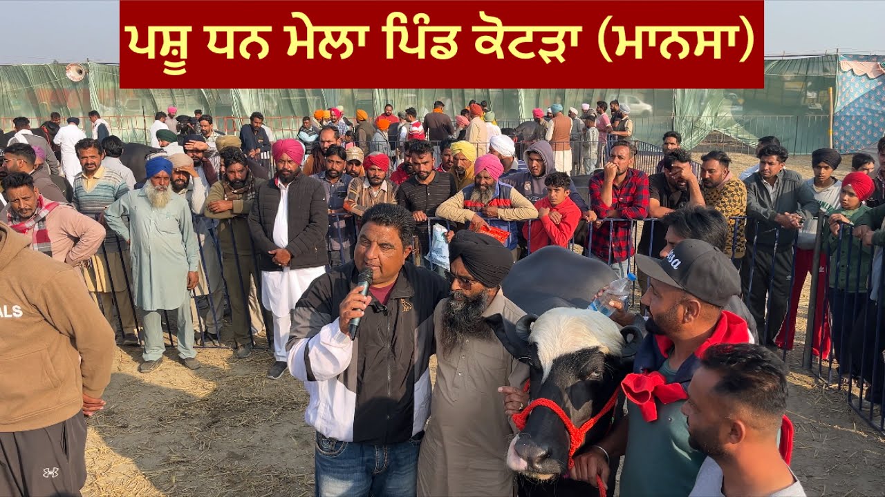 ਪਸ਼ੂ ਮੇਲਾ ਕੋਟੜਾ (ਮਾਨਸਾ)#buffalo 