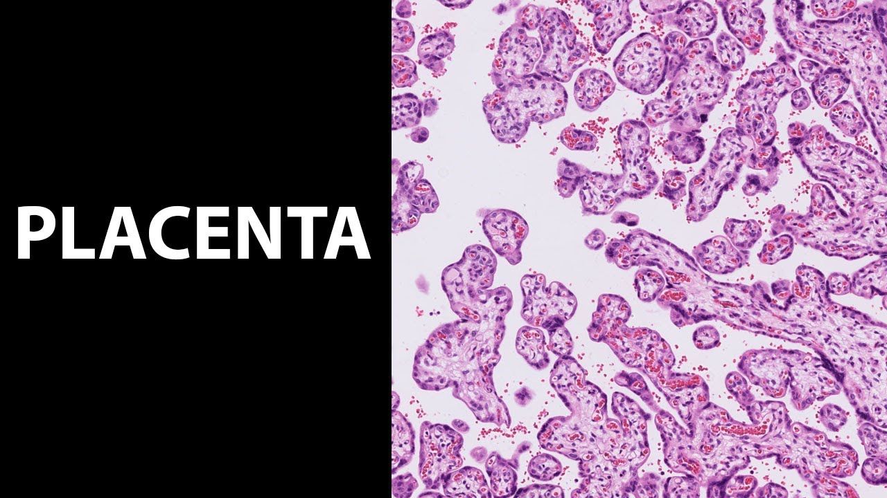 Placenta, best wel heftig eigenlijk. De histologie/microscopie van de placenta