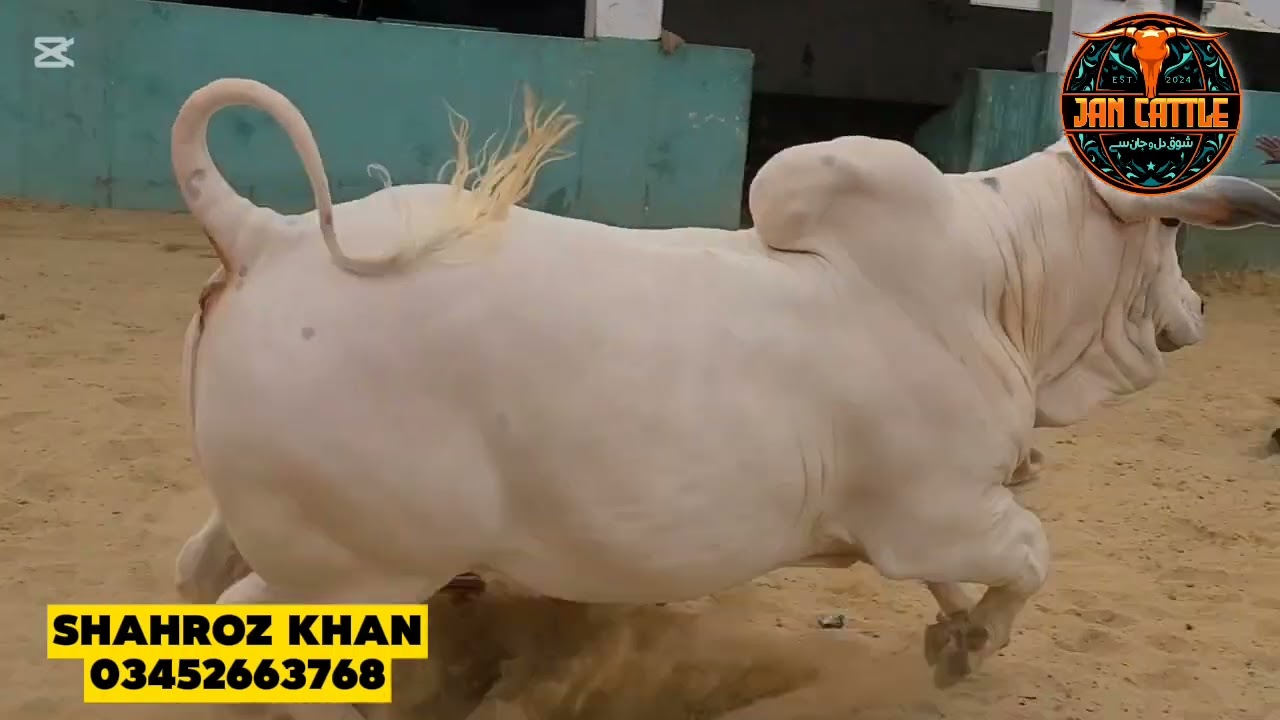 SUNDAY FARM UPDATE | JAN CATTLE FARM | SEASON 2026 START | JAMEEL MEMON COLONY | #cow #cattlefarm 