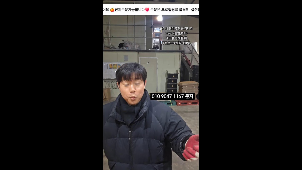 유통하맨 설선물용 한라봉 레드향 천혜향!#한라봉 #제주감귤#구좌당근#황금향#콜라비
