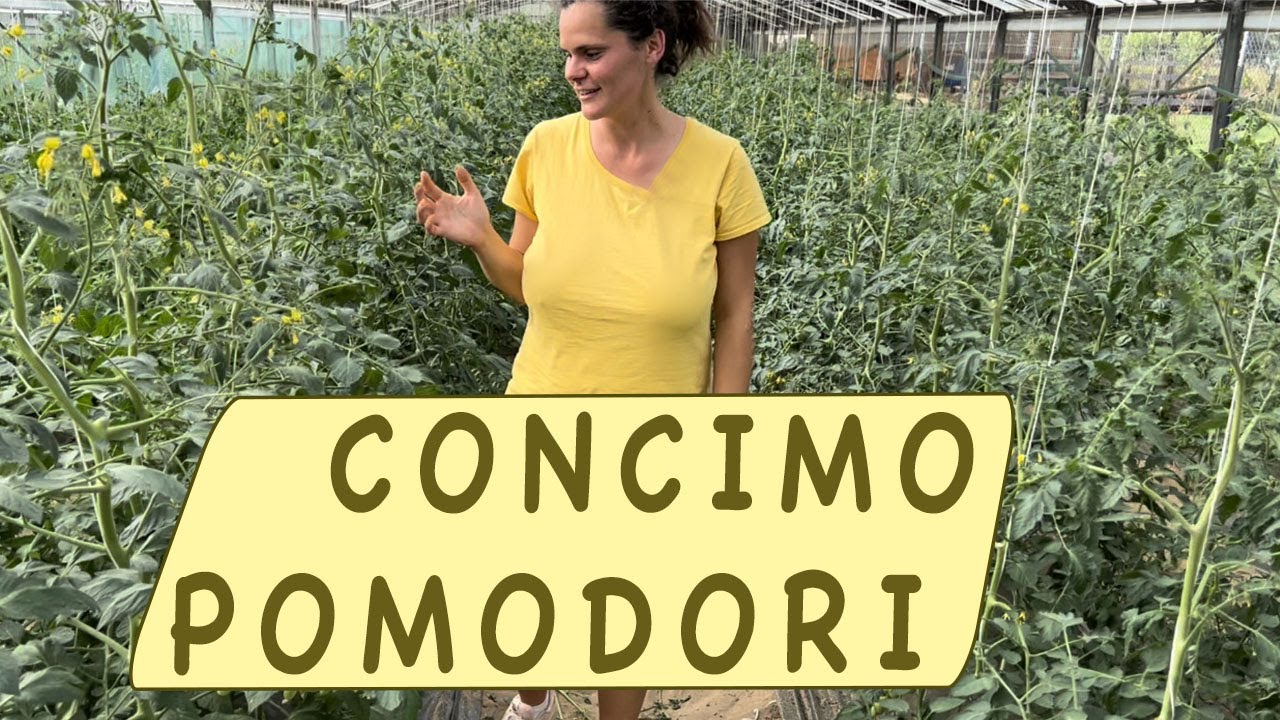 POMODORO -  la concimazione ideale