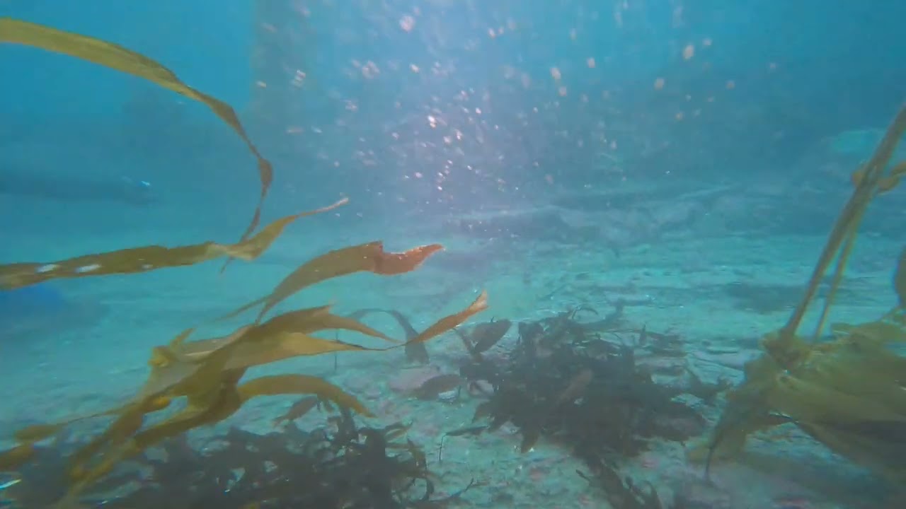 Channel Islands 2022 Lobster Diving (aka Combat Diving 😁)