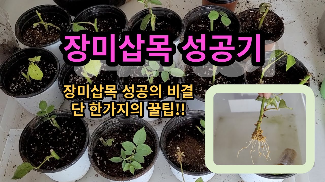 장미삽목성공기- 장미삽목 성공의 비결은? 녹소토 or 세척마사?