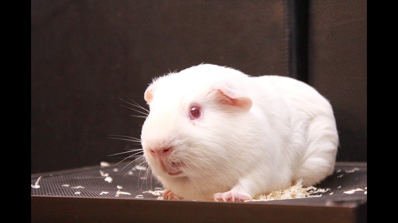 RF OK Ep.12 : มาเลี้ยงหนูกันเถอะ (Guinea Pig & Hamster & Rat)