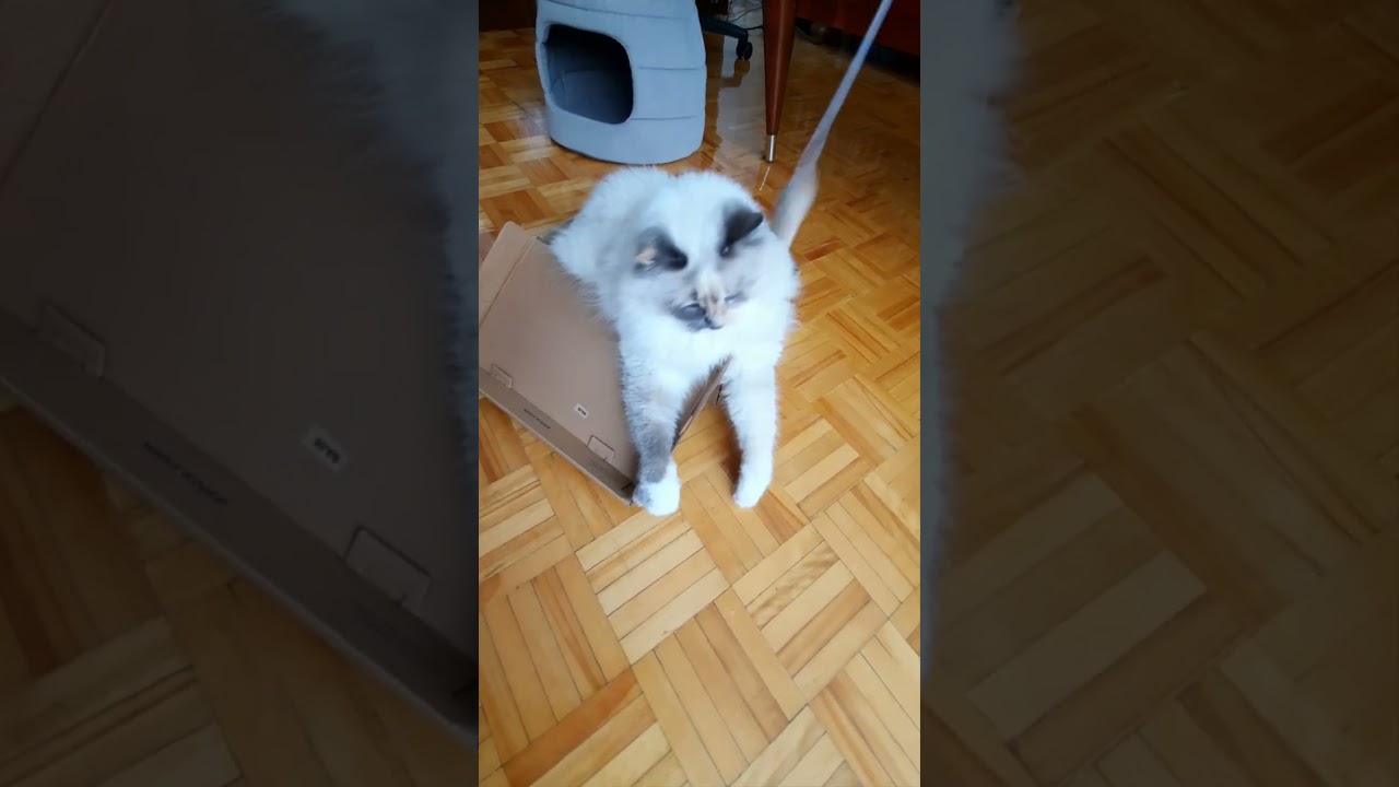 Cat does fancy footwork work with her snowshoe paws #shorts #skyblueduchessshorts