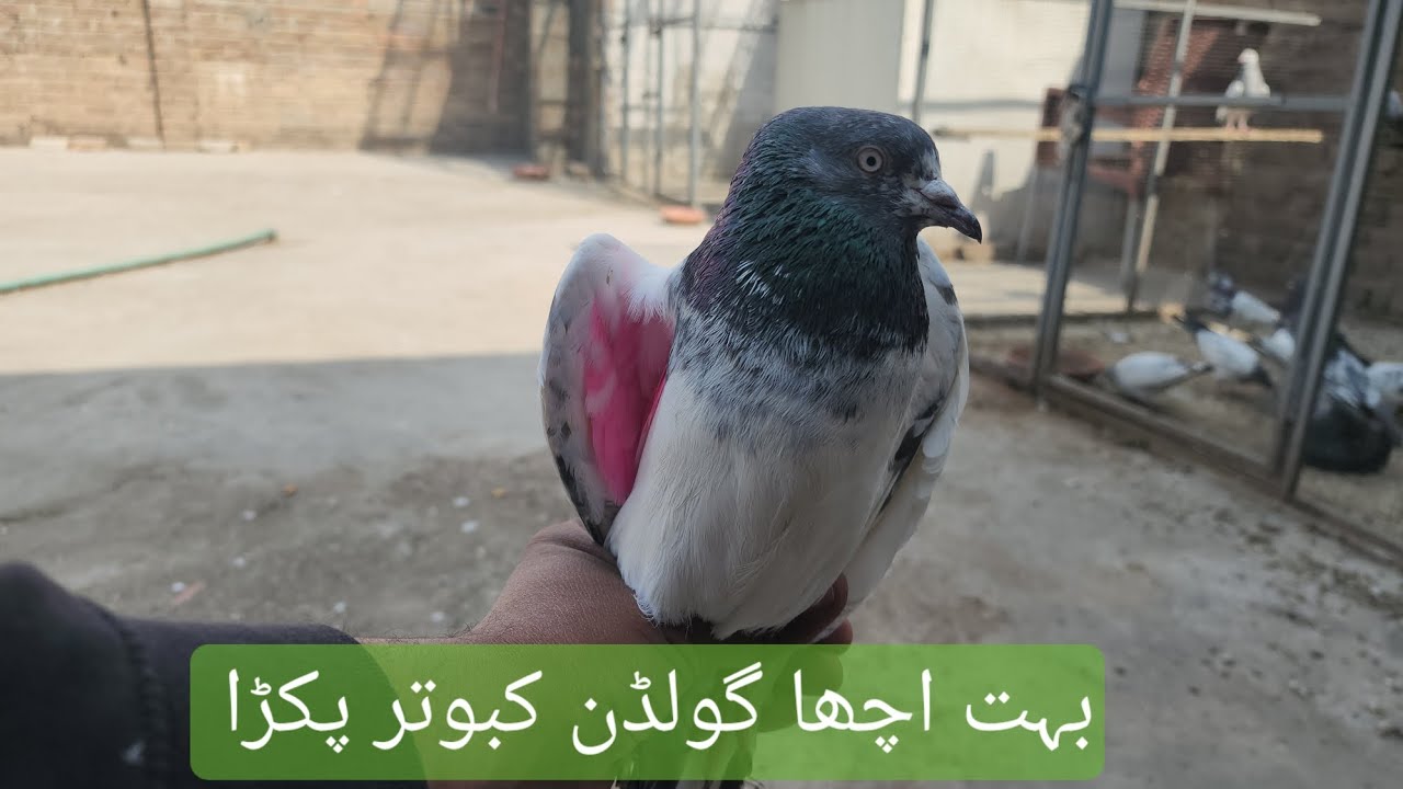 Golden kabotar ki chiri marri ki🤩|Bht acha Golden kabotar Pakra|Khan Pigeon Spot 