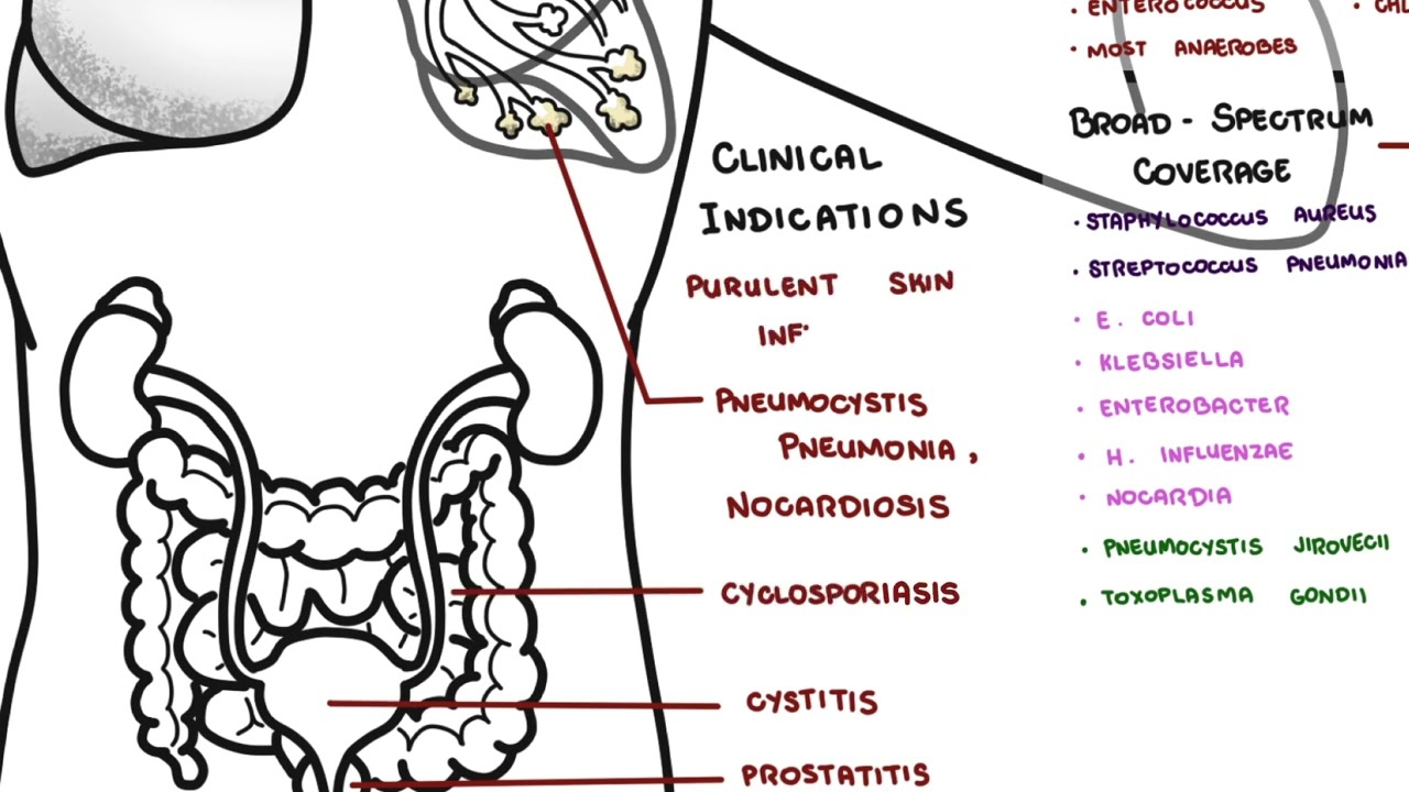 Bactrim (Trimethoprim–Sulfamethoxazole) Explained: Uses, Side Effects, Mechanism of Action
