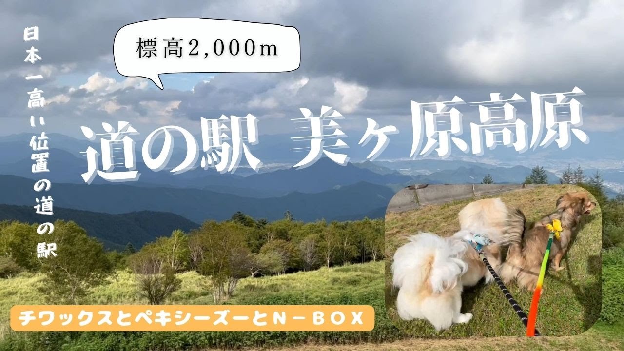道の駅 美ヶ原高原へ！愛犬とN-BOXと共に標高2000ｍへ向かう【チワックスとペキシーズー】chifuachshund&pekishihzu