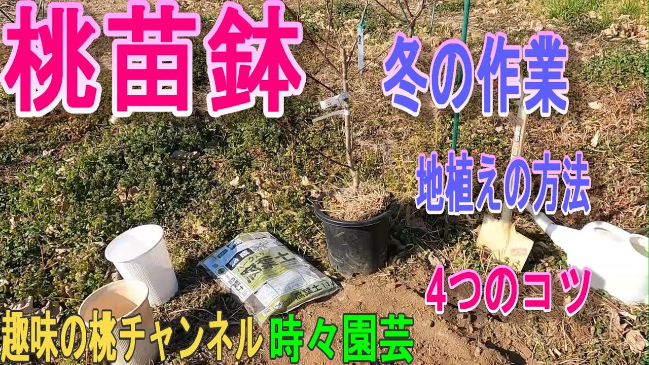 【桃苗鉢】冬の作業　地植えの方法　4つのコツ　24/1/15