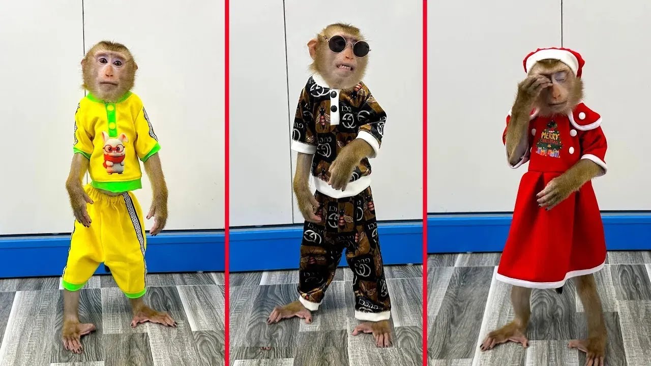 Monkey Kaka is dressed in super beautiful new clothes by his mom