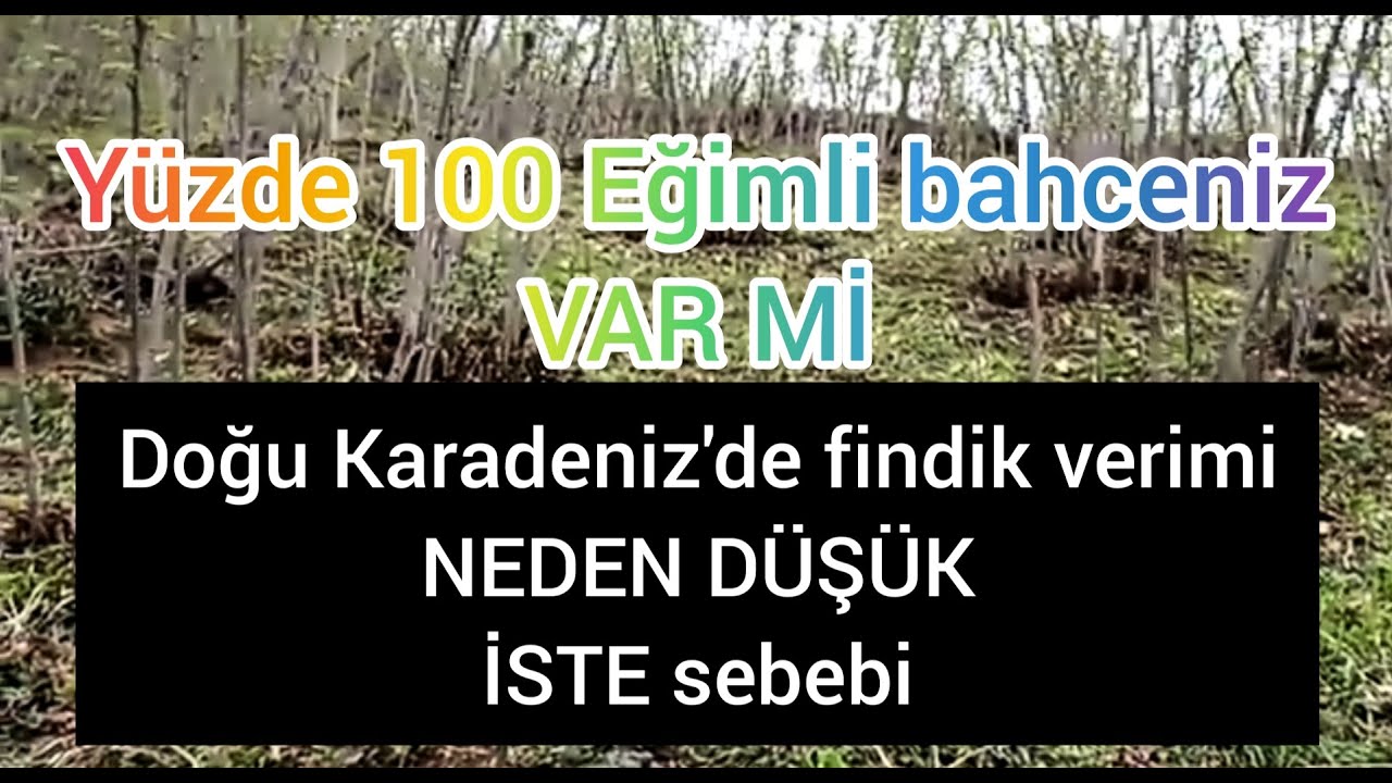 yüzde 100 eğimli fındık bahçesi gördünüz mü? verim ne. Doğu Karadeniz'de findik arazileri