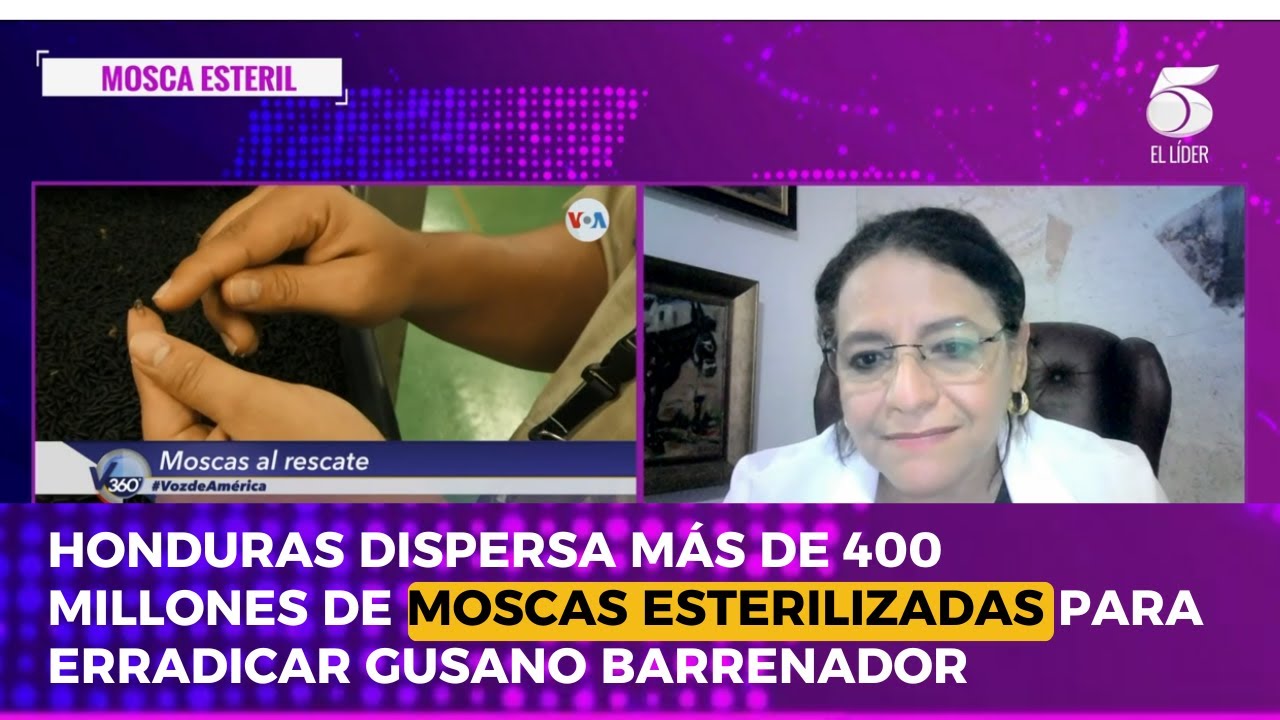 Honduras dispersa más de 400 millones de moscas esterilizadas para erradicar gusano barrenador