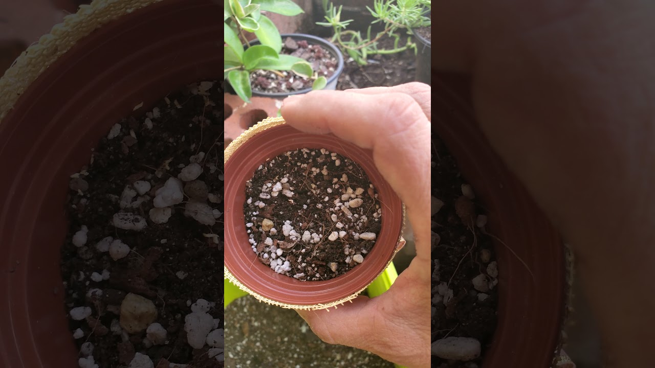 Que sustrato usar en las hoyas (flor de cera)