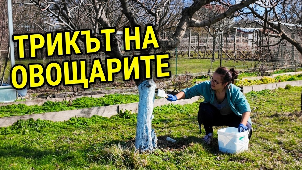 Как правильно побелить плодовые деревья – Секреты старых садоводов