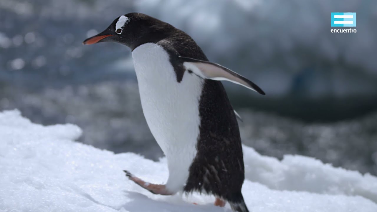 Antártida, desafío polar: Universo de hielo (capítulo 1) - Canal Encuentro