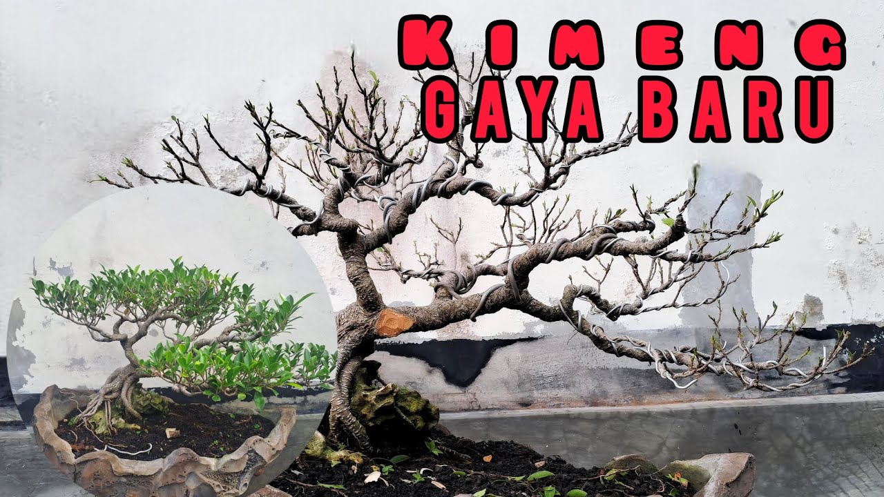 Perubahan mahkota pada bonsai kimeng.