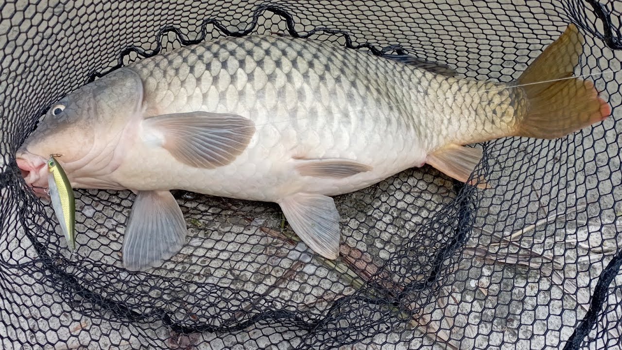 Zander fishing and more / Spinning spring / Italy