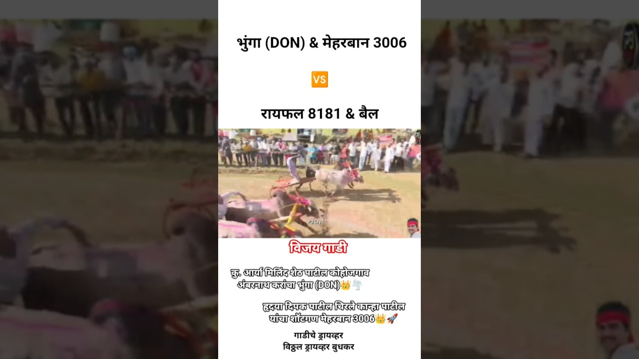 भुंगा (DON) & मेहरबान 3006 🆚 रायफल 8181 & बैल #बैलगाडा_शर्यत_महाराष्ट्र #बैलगाडा #बैलगाडी