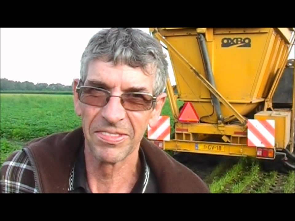 Sperciebonen oogsten in Hoogerheide
