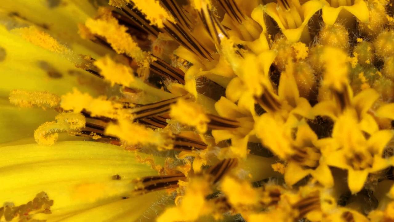macro2