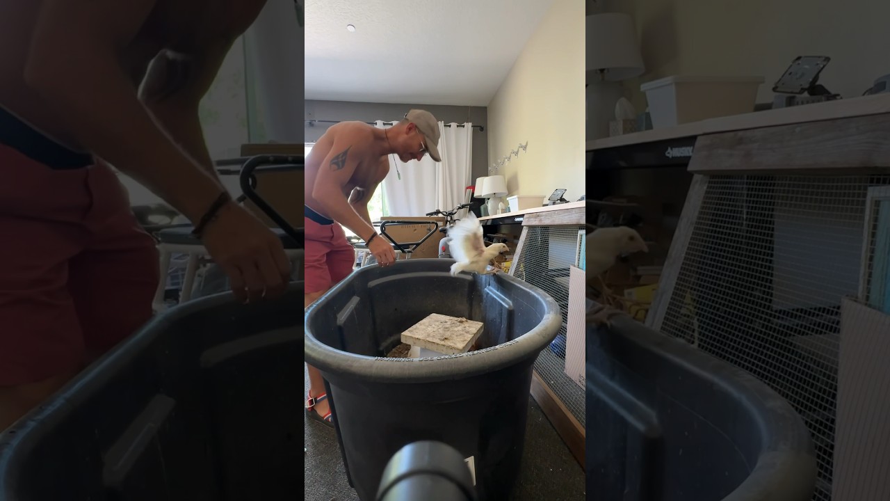 VLOG 108 - #dailyvlog #newvlog #vlog #chickens