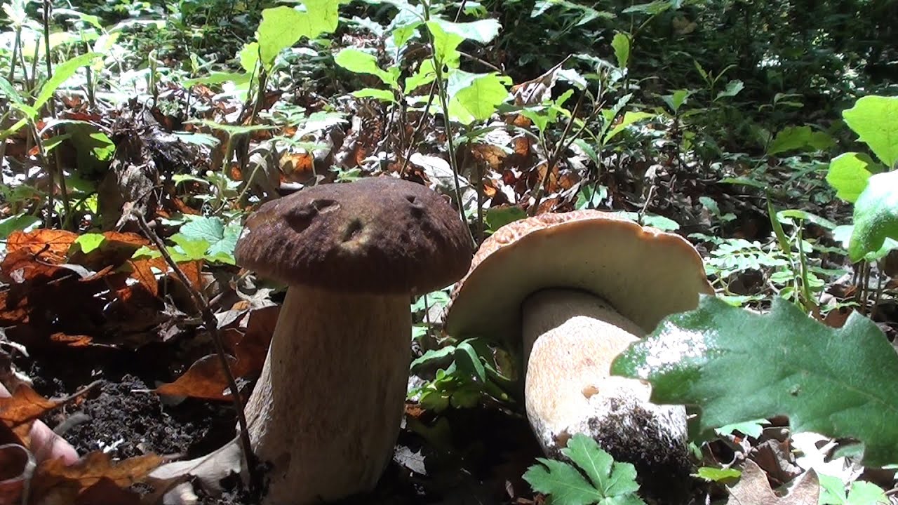 Porcini dopo la grandine - un video di diavolorosso -