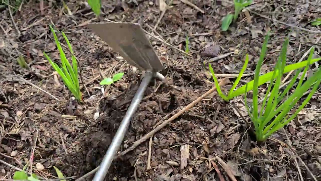 J'ai testé le panais. Ça pousse ou ça ne pousse pas ! 
