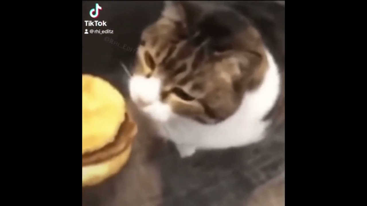 Here kitty, you can has cheeseburger. #cat