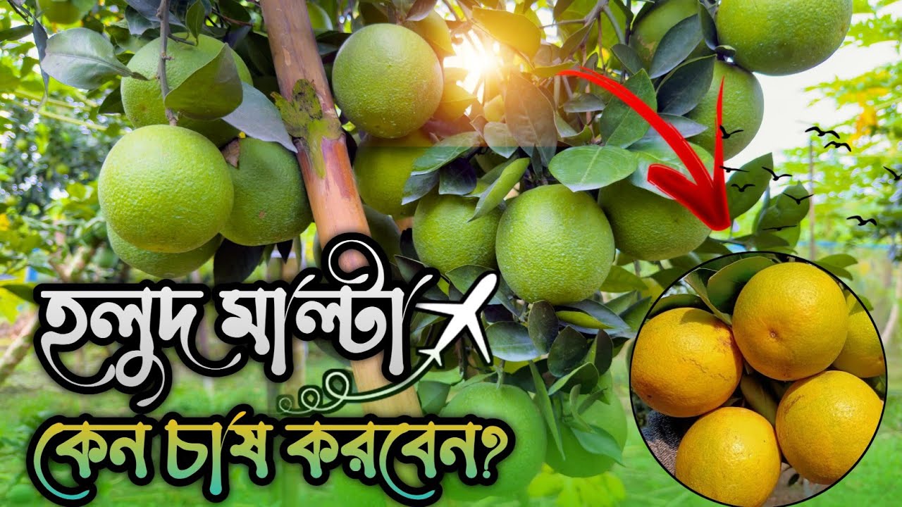 হলুদ মাল্টা চাষে সফল কৃষি উদ্যোক্তা || সাউথ আফ্রিকান ইয়েলো মাল্টা ১ ও ২ || Yellow Malta Cultivation.