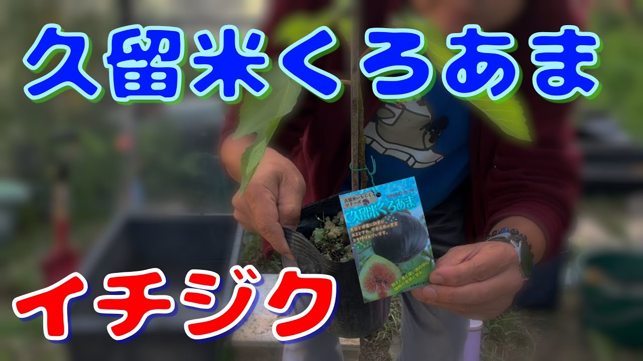 第89回「イチジクの久留米くろあまの鉢上げ」の巻【ド素人果樹栽培】