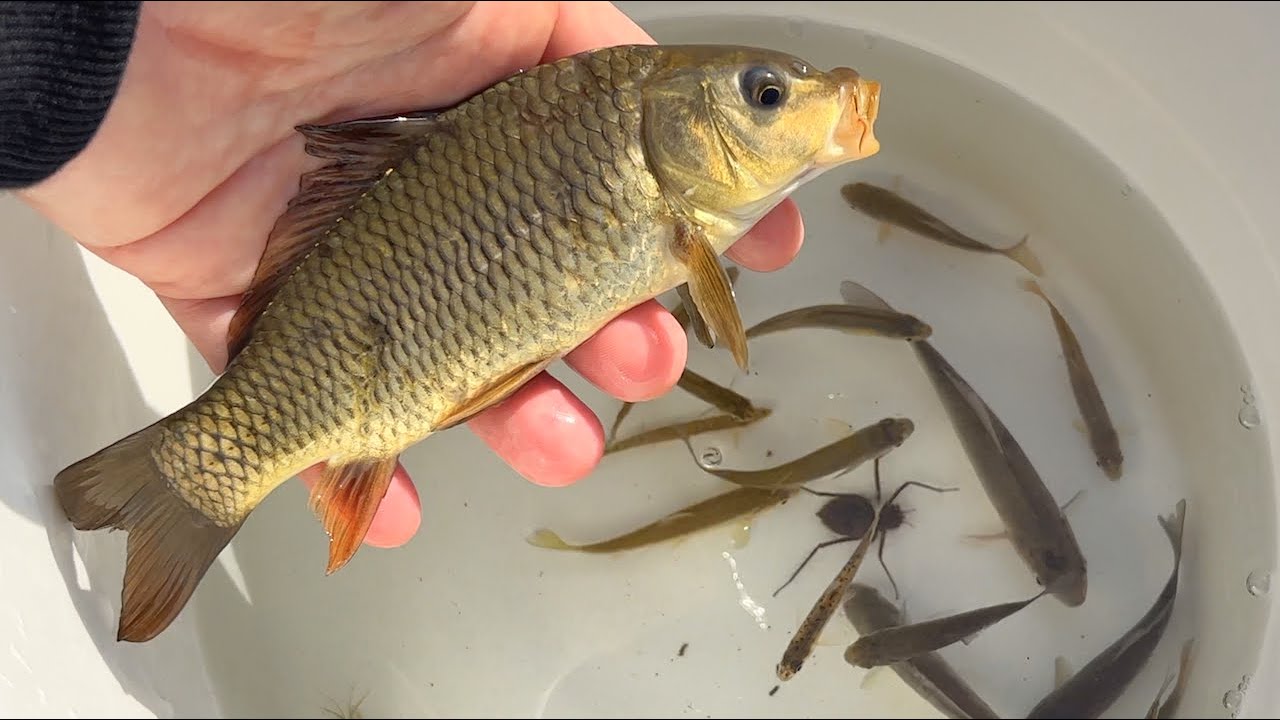 Рыбалка в весенней реке в Японии. Гигантский карп, креветки и водные насекомые.