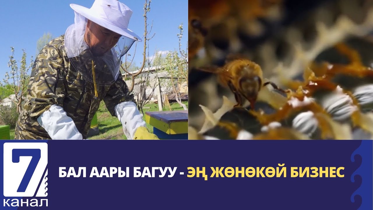 БАЛ ААРЫ БАГУУ - ЭҢ ЖӨНӨКӨЙ БИЗНЕС