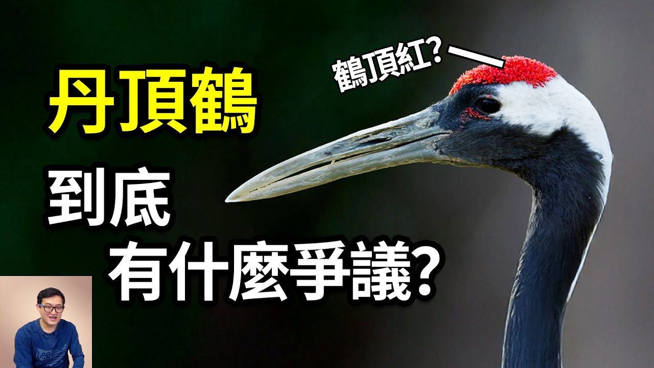 古代被尊為「仙鶴」，現在卻陷入爭議！日本丹頂鶴為什麼性情大變？僅次於鳳凰的鳥，野生丹頂鶴的神秘真相……【老肉雜談】#動物 #知識 #生物 #鳥類 #丹頂鶴
