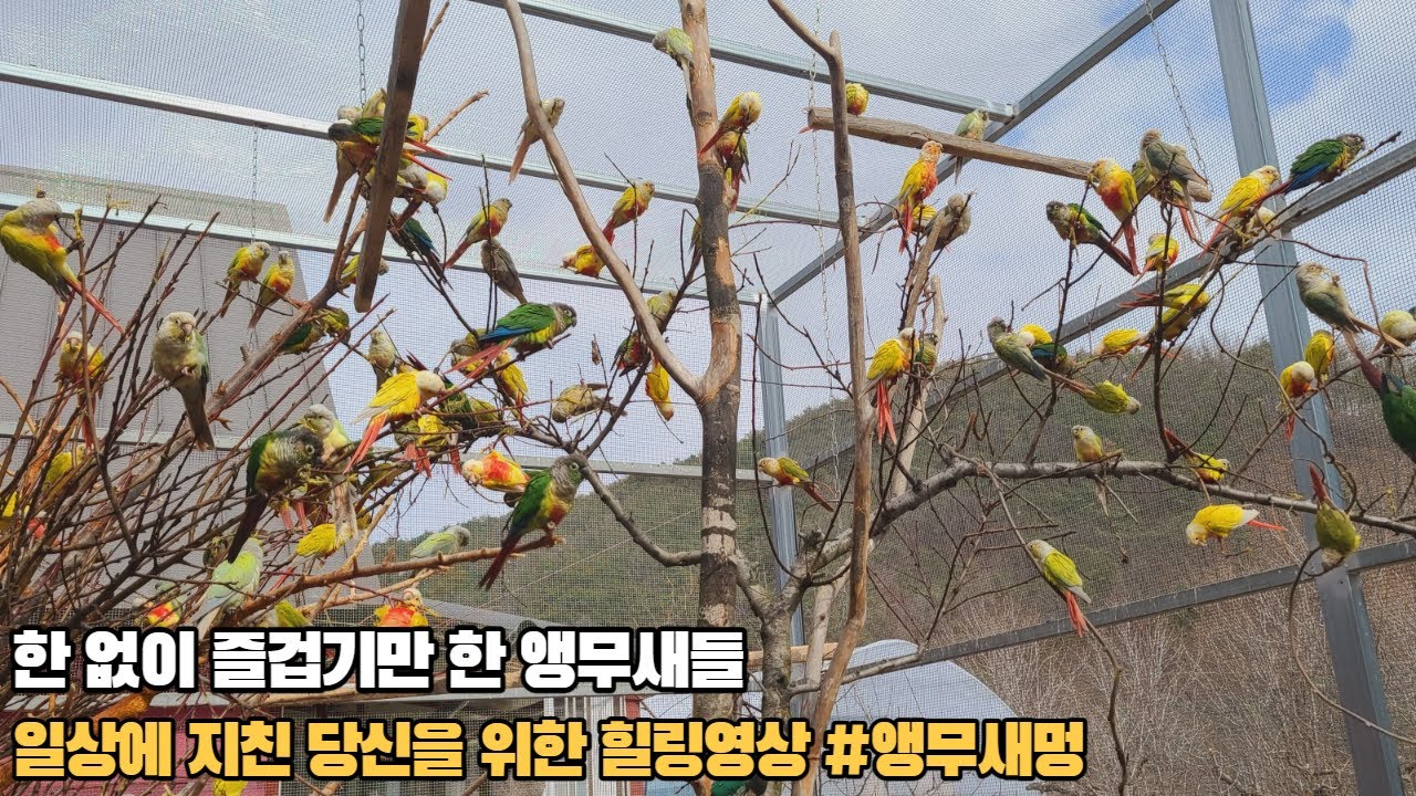 피곤할때 멍하게 볼수 있는 알록달록한 앵무새영상