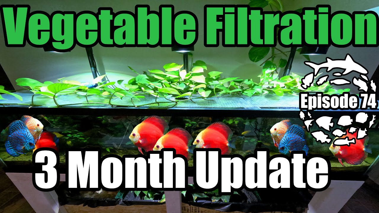 Vegetable Filtration 3 Month Update & Discus Tank Update!