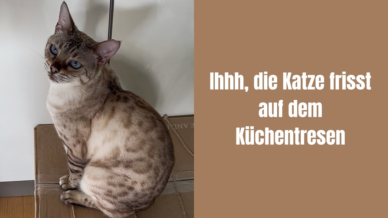 Ihhh, die Katze frisst auf dem Küchentresen #katze #katzenvideos #katzen #katzenaufyoutube #miau 