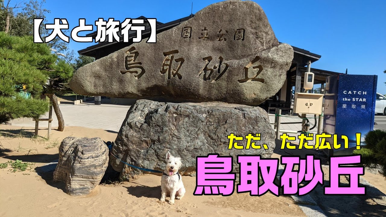 【犬と旅行】広すぎる砂丘の広さを分かっていない白シュナ銀太