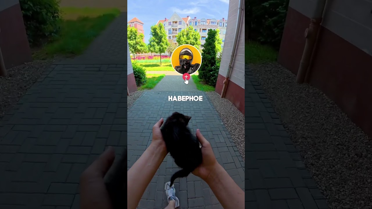 Больше котёнка в ТГ-pawNEpaw