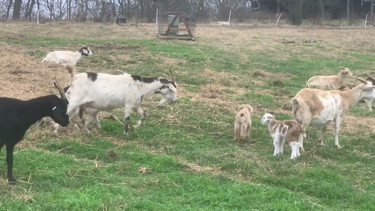 Quick Update on Kids @TwelveOakFarm-b2r 