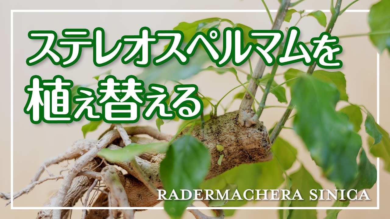 【ステレオスペルマムの植え替え（根上り）】細い根もろとも培養土を取り除いたらその後どうなる？