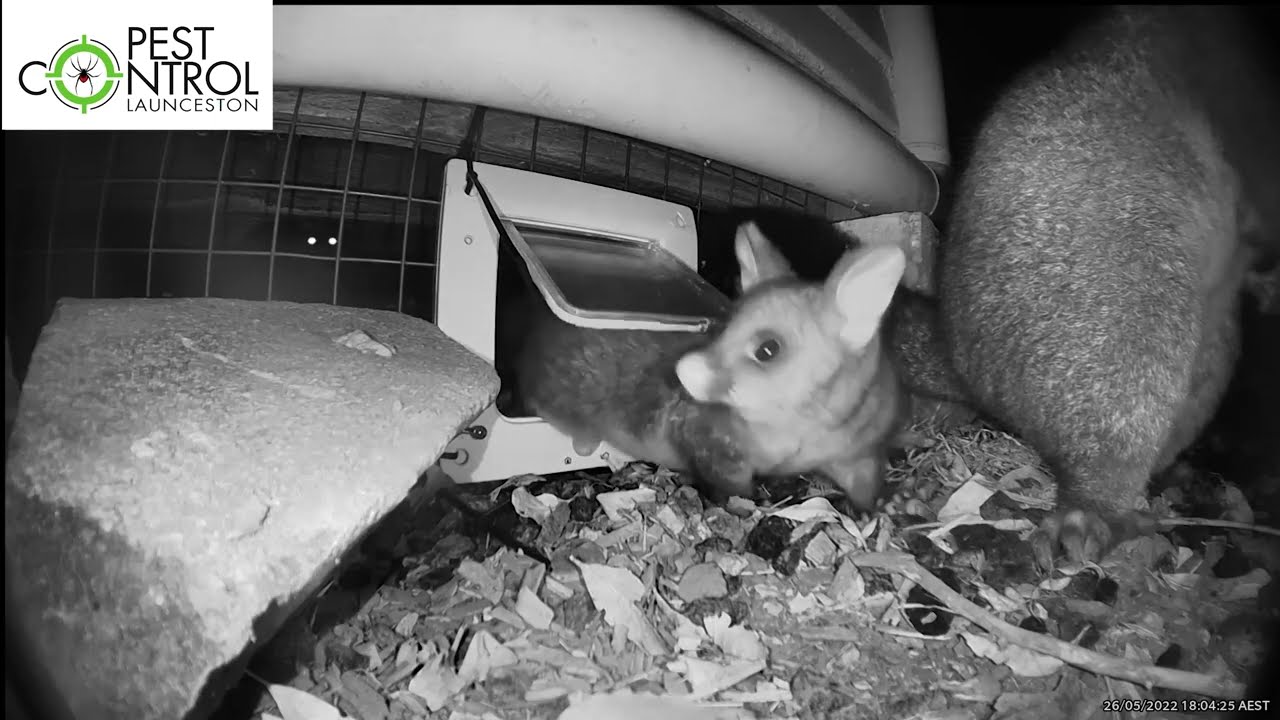 Possum Removal from homes using one way doors and cameras for efficient fast cost effective outcome