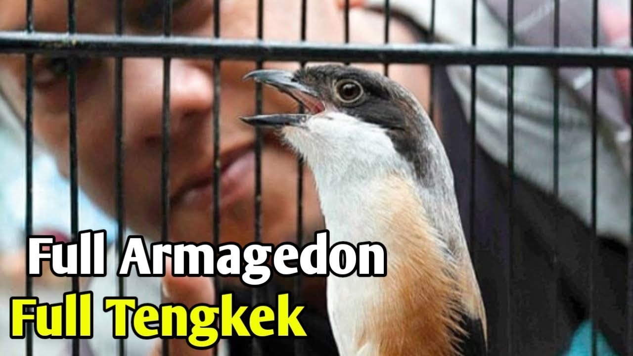 CENDET MADURA ISIAN MATERI MEWAH