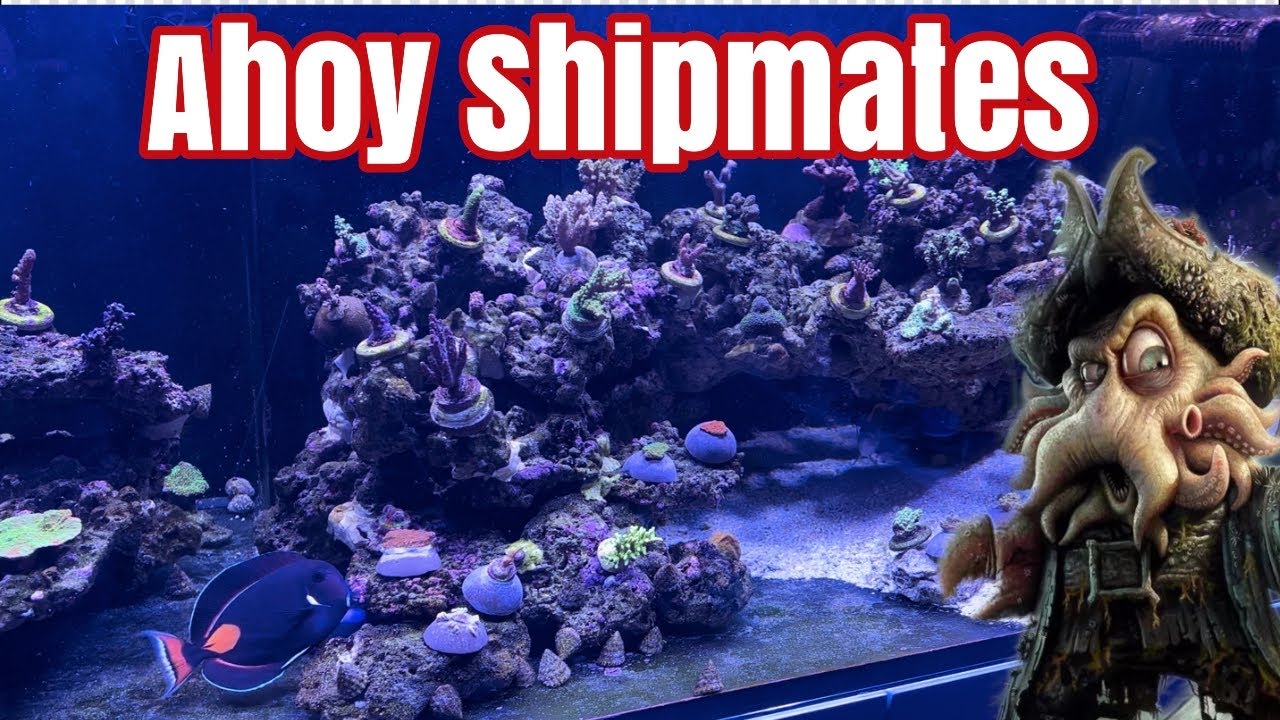 Waterbox Reef 180 - Reef Update