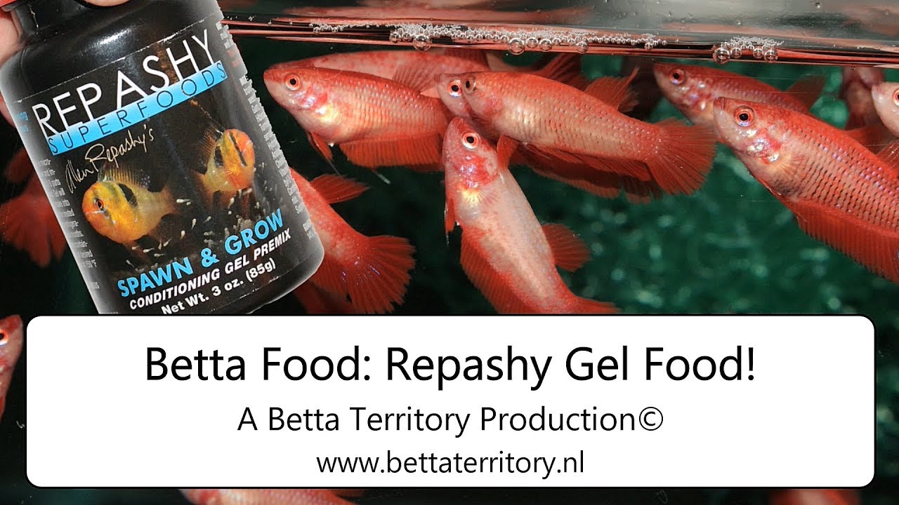 Betta Food: Repashy Gel Food